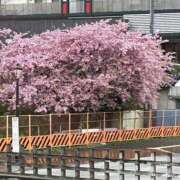 ヒメ日記 2025/03/15 18:14 投稿 きょうこ 美熟女倶楽部Hip's 春日部店