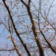 ヒメ日記 2025/03/26 12:07 投稿 きょうこ 美熟女倶楽部Hip's 春日部店