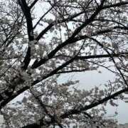 ヒメ日記 2025/04/04 15:34 投稿 きょうこ 美熟女倶楽部Hip's 春日部店