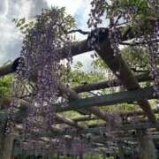 ヒメ日記 2025/04/24 14:59 投稿 きょうこ 美熟女倶楽部Hip's 春日部店