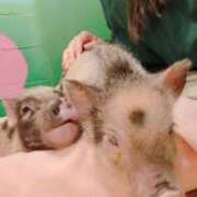 ヒメ日記 2025/07/20 12:46 投稿 八幡みつき 夜這い専門 発情する奥様たち梅田店