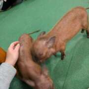 ヒメ日記 2025/11/19 07:36 投稿 八幡みつき 夜這い専門 発情する奥様たち梅田店