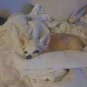 ヒメ日記 2025/03/26 15:37 投稿 美内 新宿人妻城