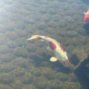 ヒメ日記 2026/02/04 09:11 投稿 ななみ エピソード倉敷