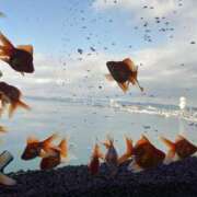 ヒメ日記 2026/02/09 09:20 投稿 ななみ エピソード倉敷