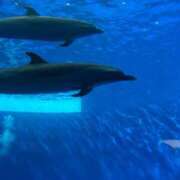 ヒメ日記 2026/03/15 09:17 投稿 ななみ エピソード倉敷