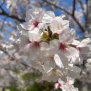 ヒメ日記 2026/04/04 09:10 投稿 ななみ エピソード倉敷