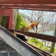 ヒメ日記 2026/04/05 09:12 投稿 ななみ エピソード倉敷