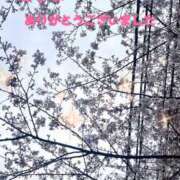 ヒメ日記 2025/04/12 14:37 投稿 るな 横浜人妻ヒットパレード（シンデレラグループ）