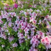 えみ 今日と明日！ ナイスレディ