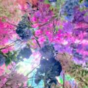 ヒメ日記 2025/02/07 02:12 投稿 みさ 錦糸町人妻セレブリティ（ユメオト）