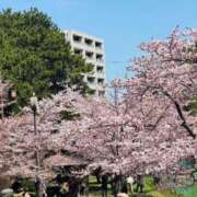 ヒメ日記 2025/05/01 10:46 投稿 乙羽　さわ ドMな奥様 すすきの店