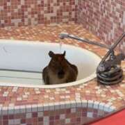 ヒメ日記 2025/07/28 06:46 投稿 ミク マテリアル