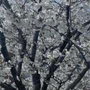 ヒメ日記 2025/04/02 17:35 投稿 りつ 中洲秘密倶楽部