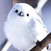 ヒメ日記 2025/01/06 18:03 投稿 りのは スーパークリスタル