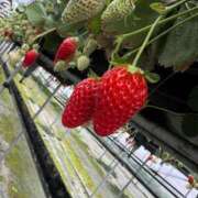 ヒメ日記 2025/03/05 22:13 投稿 りのは スーパークリスタル