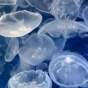 ヒメ日記 2025/03/07 15:13 投稿 りのは スーパークリスタル