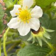 ヒメ日記 2025/03/14 19:53 投稿 りのは スーパークリスタル