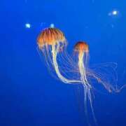 ヒメ日記 2025/02/07 20:01 投稿 安藤 鶯谷人妻城