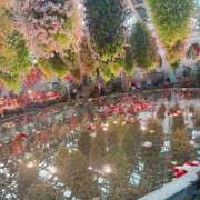 ヒメ日記 2026/04/07 21:46 投稿 なつ なでしこ(十三)