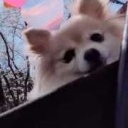 ヒメ日記 2025/04/07 23:32 投稿 えなこ 人妻㊙︎倶楽部