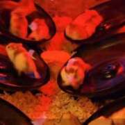 ヒメ日記 2025/09/23 15:09 投稿 えなこ 人妻㊙︎倶楽部