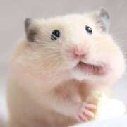 ヒメ日記 2026/02/23 14:42 投稿 ニジホ 姫路ラビット