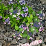 ヒメ日記 2026/07/01 19:00 投稿 矢口 響(やぐちひびき) 五十路マダムエクスプレス厚木店(カサブランカグループ)