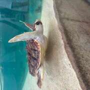 ヒメ日記 2025/07/01 08:37 投稿 なの ラッシュアワー