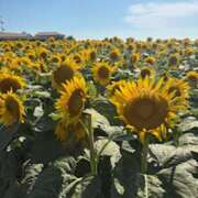 ヒメ日記 2025/07/25 09:37 投稿 なの ラッシュアワー