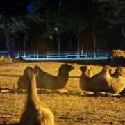 ヒメ日記 2025/08/31 09:25 投稿 なの ラッシュアワー