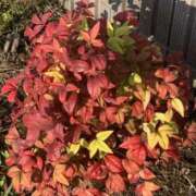 ヒメ日記 2025/11/21 16:39 投稿 濱名 美希 こあくまな熟女たち 上野・御徒町店 (KOAKUMAグループ)