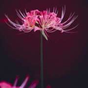 ヒメ日記 2024/12/19 19:58 投稿 濱名 美希 こあくまな熟女たち 鶯谷・日暮里店(KOAKUMAグループ)