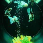 ヒメ日記 2025/04/21 07:12 投稿 濱名 美希 こあくまな熟女たち 鶯谷・日暮里店(KOAKUMAグループ)