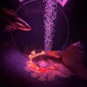 ヒメ日記 2025/07/18 14:54 投稿 濱名 美希 こあくまな熟女たち 鶯谷・日暮里店(KOAKUMAグループ)