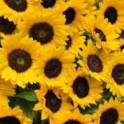 ヒメ日記 2025/07/25 17:13 投稿 濱名 美希 こあくまな熟女たち 鶯谷・日暮里店(KOAKUMAグループ)