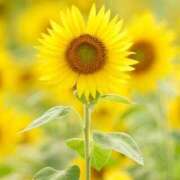 ヒメ日記 2025/09/30 15:45 投稿 濱名 美希 こあくまな熟女たち 鶯谷・日暮里店(KOAKUMAグループ)