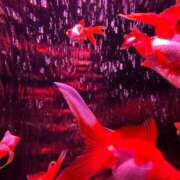 ヒメ日記 2026/03/30 13:53 投稿 濱名 美希 こあくまな熟女たち 鶯谷・日暮里店(KOAKUMAグループ)