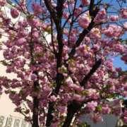 ヒメ日記 2025/04/13 13:22 投稿 はるな 熟女の風俗最終章　越谷店