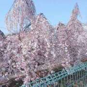 ヒメ日記 2026/03/29 19:40 投稿 はるな 熟女の風俗最終章　越谷店