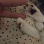 ヒメ日記 2025/07/03 20:19 投稿 ねね 男爵