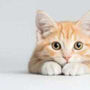 ヒメ日記 2026/03/19 17:38 投稿 ことね 熟女＆人妻＆ぽっちゃり倶楽部