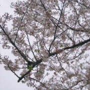 ヒメ日記 2025/03/14 07:22 投稿 なぎさ 千葉中央人妻援護会