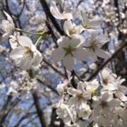 ヒメ日記 2025/04/02 15:32 投稿 なぎさ 千葉中央人妻援護会