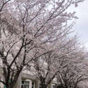 ヒメ日記 2025/04/07 07:06 投稿 なぎさ 千葉中央人妻援護会