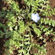 ヒメ日記 2025/04/11 10:11 投稿 なぎさ 千葉中央人妻援護会