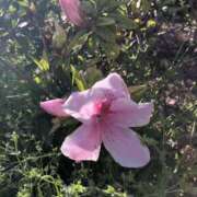 ヒメ日記 2025/04/18 10:07 投稿 なぎさ 千葉中央人妻援護会