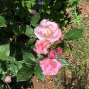 ヒメ日記 2025/04/22 12:41 投稿 なぎさ 千葉中央人妻援護会