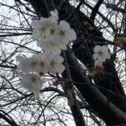 ヒメ日記 2026/03/28 11:49 投稿 なぎさ 千葉中央人妻援護会