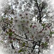 ヒメ日記 2026/04/06 15:17 投稿 あゆら 甲府人妻隊